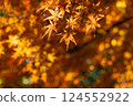 Yellow autumn leaves Yellow autumn leaves 124552922