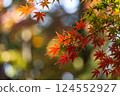 Colorful autumn leaves Colorful autumn leaves 124552927
