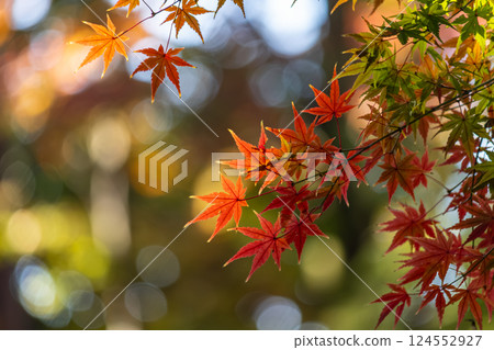 Colorful autumn leaves 124552927