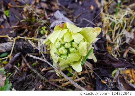 Spring News: Butterbur 124552942
