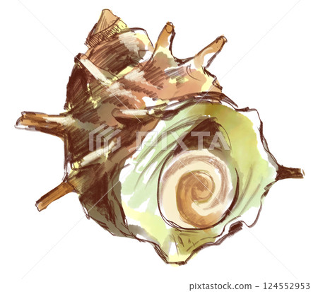 Hand-drawn watercolor illustration of a fresh and delicious looking turban shell 124552953