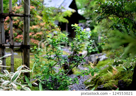 A Japanese garden path and greenery in early summer 124553021