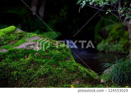 一條靜謐的山間小溪，岩石上長滿青苔，溪水潺潺 124553029
