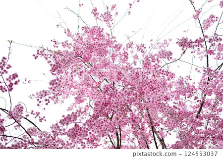 垂枝花盛開的風景 124553037