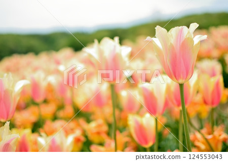 Pale pink tulips in bloom Pale pink tulips in bloom 124553043