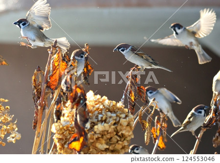 A flock of sparrows gathering on dead plants 124553046