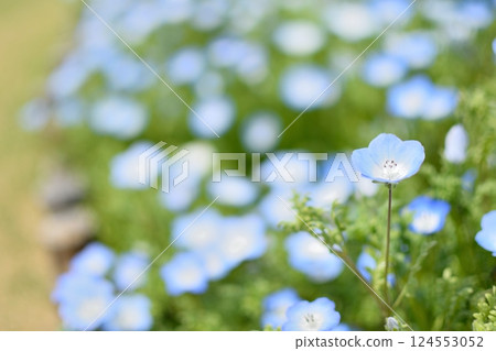 一片粉蝶花花壇，前景中有一朵粉蝶花 124553052