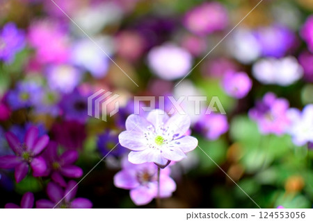 Colorful wildflowers blooming on the forest floor Colorful wildflowers blooming on the forest floor 124553056