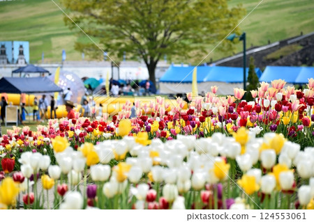 Colorful tulips blooming at the event venue 124553061