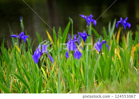 Purple flowers blooming by the pond 124553067