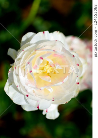 Close-up of a white double-flowered tulip 124553068