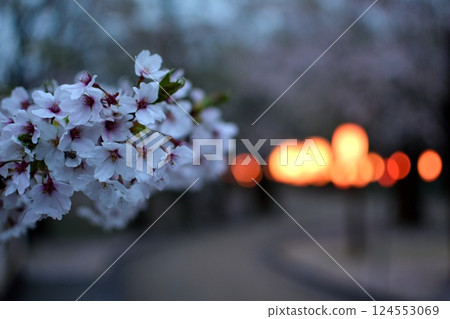 夜晚的櫻花與迷離的燈光 124553069