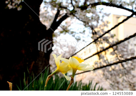 Two daffodil flowers blooming under a cherry tree Two daffodil flowers blooming under a cherry tree 124553089