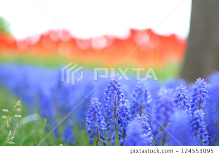 Blue Muscari and red tulips Blue Muscari and red tulips 124553095