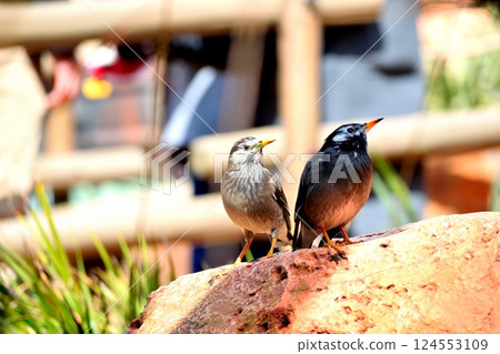 Two Starlings Standing on a Rock 124553109