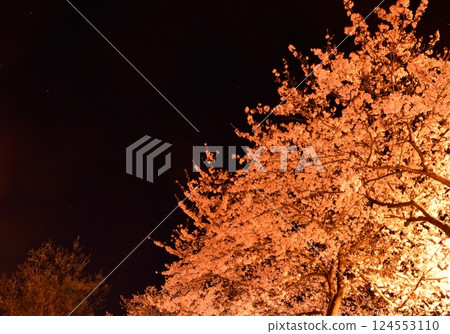 Illuminated cherry blossom tree at night Illuminated cherry blossom tree at night 124553110