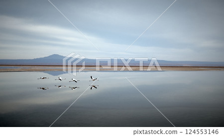Salt lakes and flamingos flying in the Atacama Desert, Chile | A spectacular view of tranquil nature 124553146