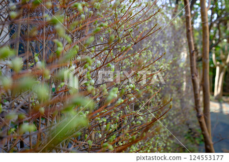 吊鐘花籬笆的芽 124553177