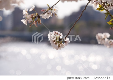 水背景下的櫻花 124553313