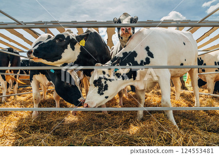 Close-up portrait of a young Holstein cow 124553481