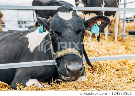 Close-up portrait of a young Holstein cow 124553501
