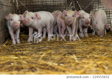 A group of adorable piglets playing together in a cozy barn filled with straw bedding 124553632