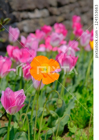 Brightly colored petals of tulips 124553663