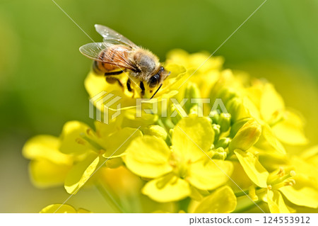 蜜蜂收穫油菜花 蜜蜂收穫油菜花 124553912