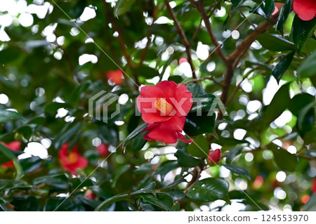 紅山茶花 紅山茶花 124553970