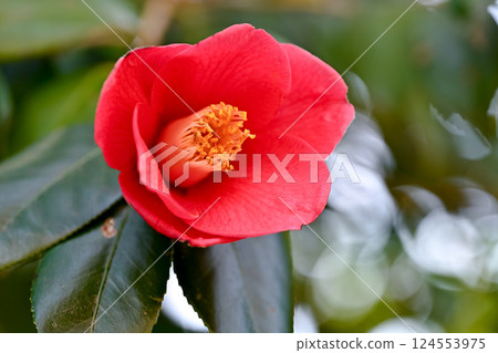 red camellia flower red camellia flower 124553975