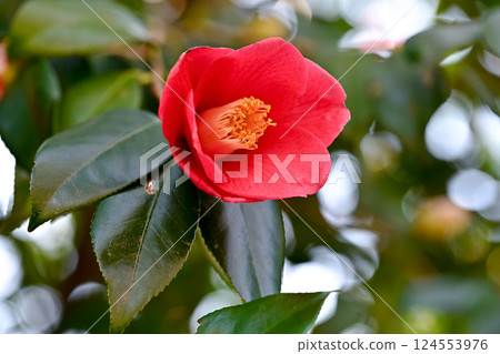 紅山茶花 124553976