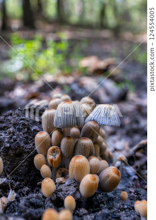 Small mushrooms growing on forest floor 124554005