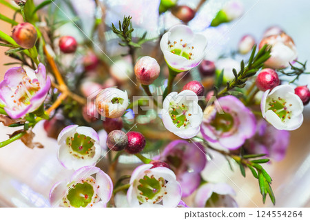 Delicate pink and white flowers with vibrant green foliage Delicate pink and white flowers with vibrant green foliage 124554264
