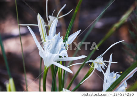 Pancratium maritimum. Wild white flowers of Sea daffodil 124554280