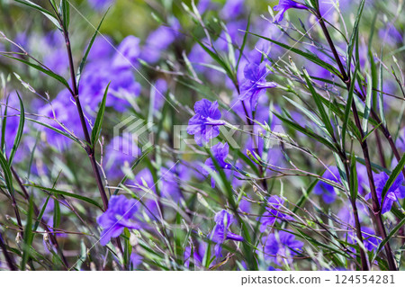 Wild vibrant purple flowers on a sunny summer day 124554281