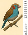 Red-cheeked cordon-bleu on Branch, Cartoon Style Illustration 124554438