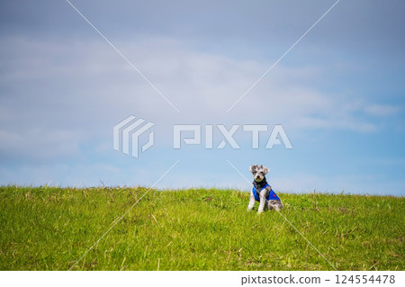 Portrait of miniature schnauzer or pepper boy dog in green meadow Portrait of miniature schnauzer or pepper boy dog in green meadow 124554478