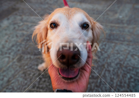 Cute golden Retriever dog caress on its chin by hand of his owner Cute golden Retriever dog caress on its chin by hand of his owner 124554485