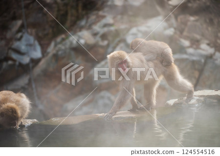 Japanese Snow monkey carry its baby by hot spring water, Nagano Japanese Snow monkey carry its baby by hot spring water, Nagano 124554516