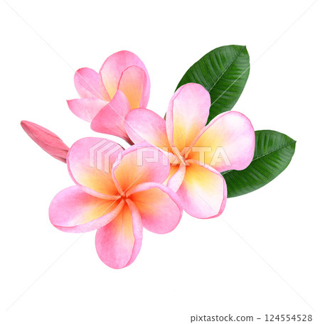 Pink Plumeria, frangipani flowers isolated on white background.  124554528