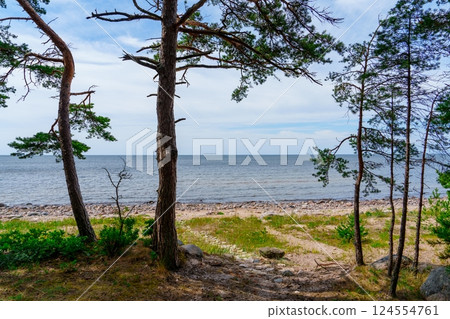 Stunning Landscape Featuring the Baltic Sea Surrounded by Lush Pine Trees and Clear Blue Skies 124554761
