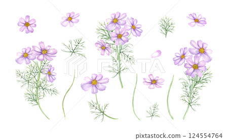 Watercolor pink cosmos flower bouquet clip art illustration isolated background. Cosmea flowers branch and simple flower heads, leaves. Floral summer, autumn set for birthday greeting cards. 124554764