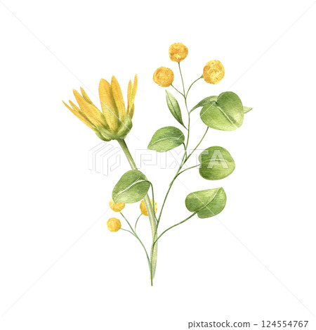 Watercolor spring primroses with leaves illustration isolated background. Meadow wild buttercup and abstract flowers bouquet. Floral composition for wedding invitation, greeting card, or Easter design Watercolor spring primroses with leaves illustration isolated background. Meadow wild buttercup and abstract flowers bouquet. Floral composition for wedding invitation, greeting card, or Easter design 124554767