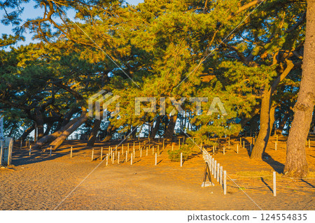 Pine forest scenery at sunrise seen from Miho no Matsubara in Shizuoka City (Shizuoka Prefecture) 124554835