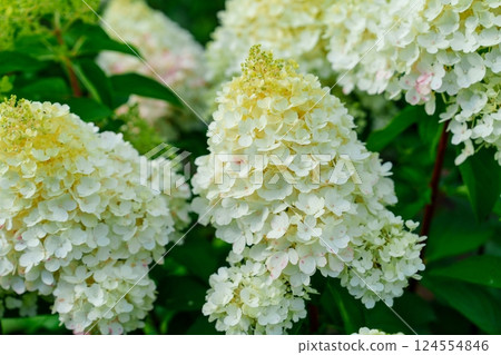 Stunning Close-Up of White Hydrangea Flower in Full Bloom Surrounded by Lush Green Leaves Stunning Close-Up of White Hydrangea Flower in Full Bloom Surrounded by Lush Green Leaves 124554846