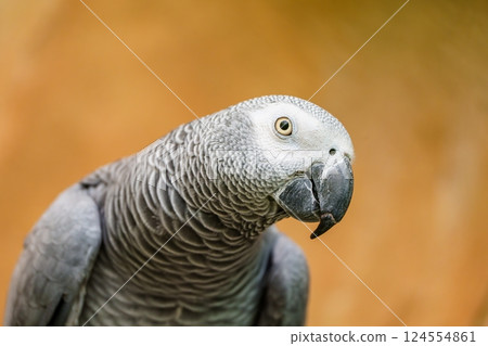 Close-up portrait of an African Grey Parrot isolated on a blurred background 124554861