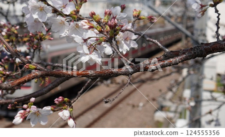 Cherry blossoms and buds, a journey on the Toyoko Line 124555356