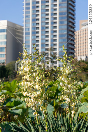 Blooming yucca with white buds stands out among broad lotus leaves in Shinobazu Pond in Tokyo 124555829