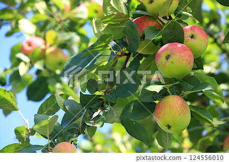 Harvesting a rich harvest at a dacha in the village. Apples in an autumn sunny garden on tree branches, beauty and gifts of nature, the concept of natural dietary nutrition and agriculture, selective 124556010