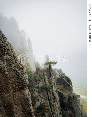 Forest on the edge cliff. Mystical mountain forest. Forest on the edge cliff. Mystical mountain forest. 124556020